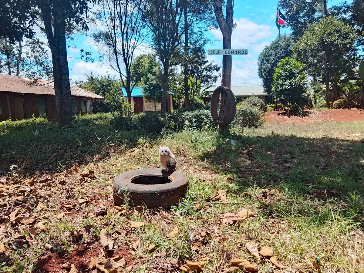 kaharadaniel380's tweet photo. Yesterday at school, children killed an owl under deputy headteacher's supervision. She claimed that the owl was the cause of many current deaths happening in the neighborhood. Do you believe in such superstition? Was her actions justified? https://t.co/yyGhnXxHSC
