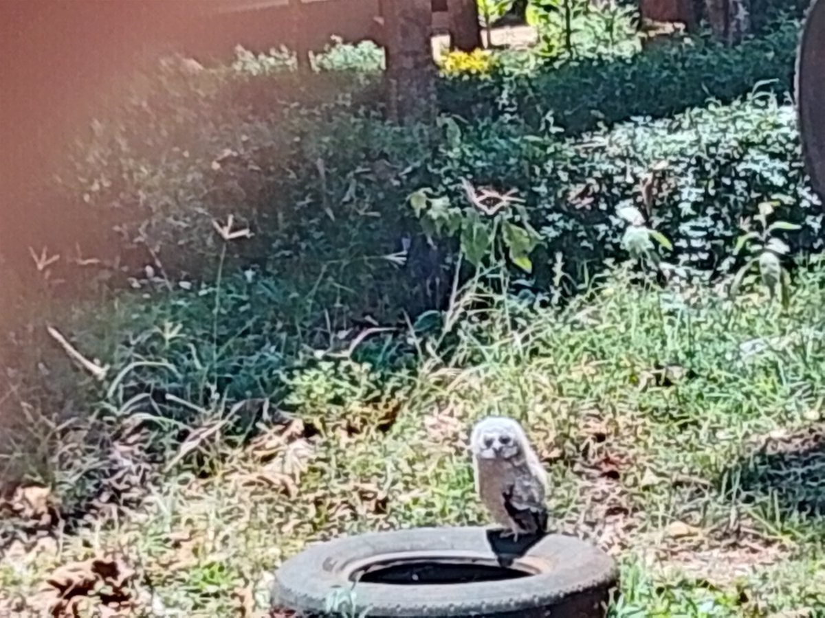 kaharadaniel380's tweet photo. Yesterday at school, children killed an owl under deputy headteacher's supervision. She claimed that the owl was the cause of many current deaths happening in the neighborhood. Do you believe in such superstition? Was her actions justified? https://t.co/yyGhnXxHSC