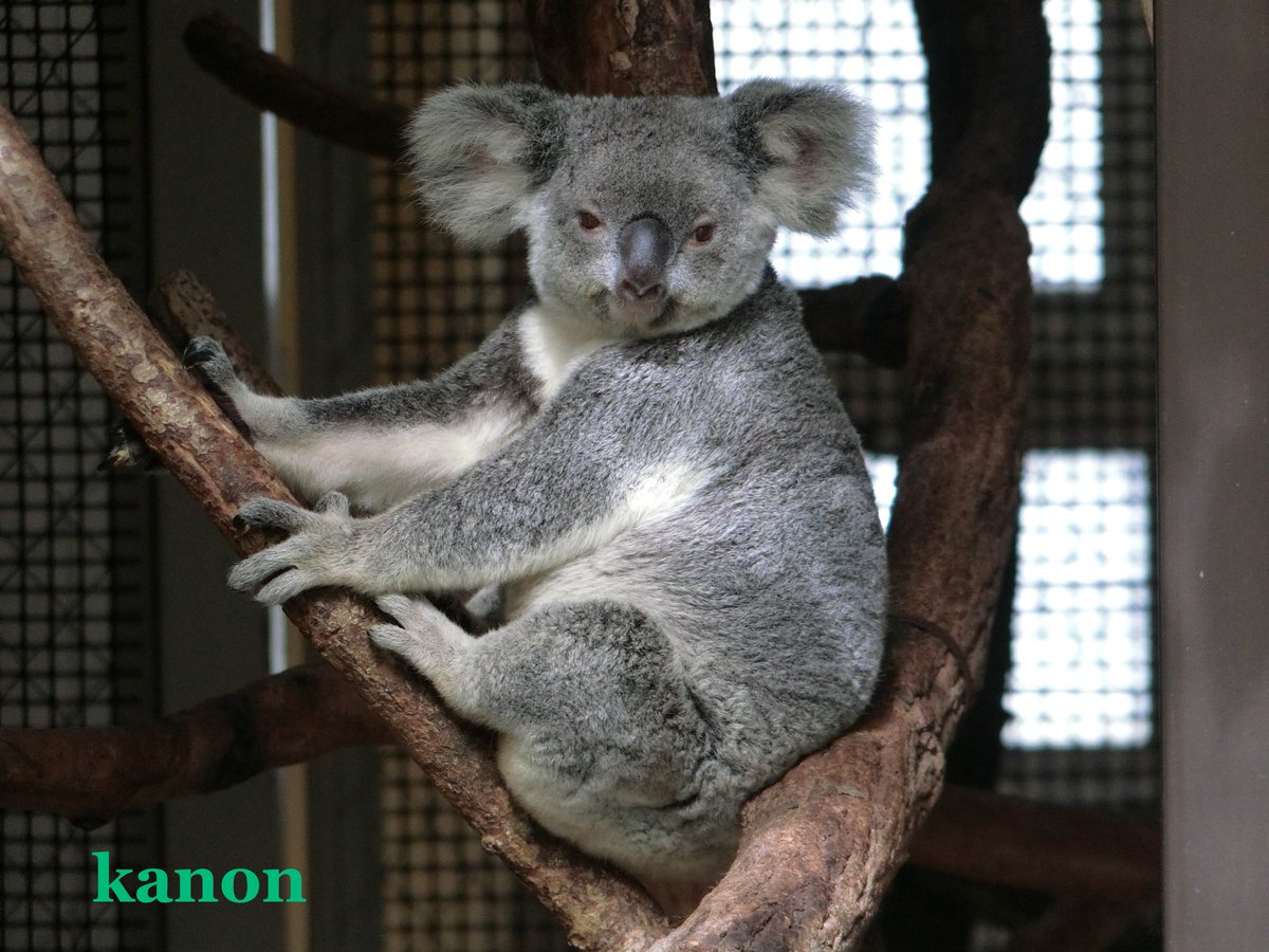 applekanon's tweet photo. 2026.10🌿コアラの時間🐨　埼玉こども動物自然公園のバブルス♀🐨に初めて会い…雰囲気があり魅力的だなぁと夢中に。しばらくそっと見つめていました。彼女のこれからをそっと見守っていきたい。＠saitamazoo_tw https://t.co/LsZygioAV7