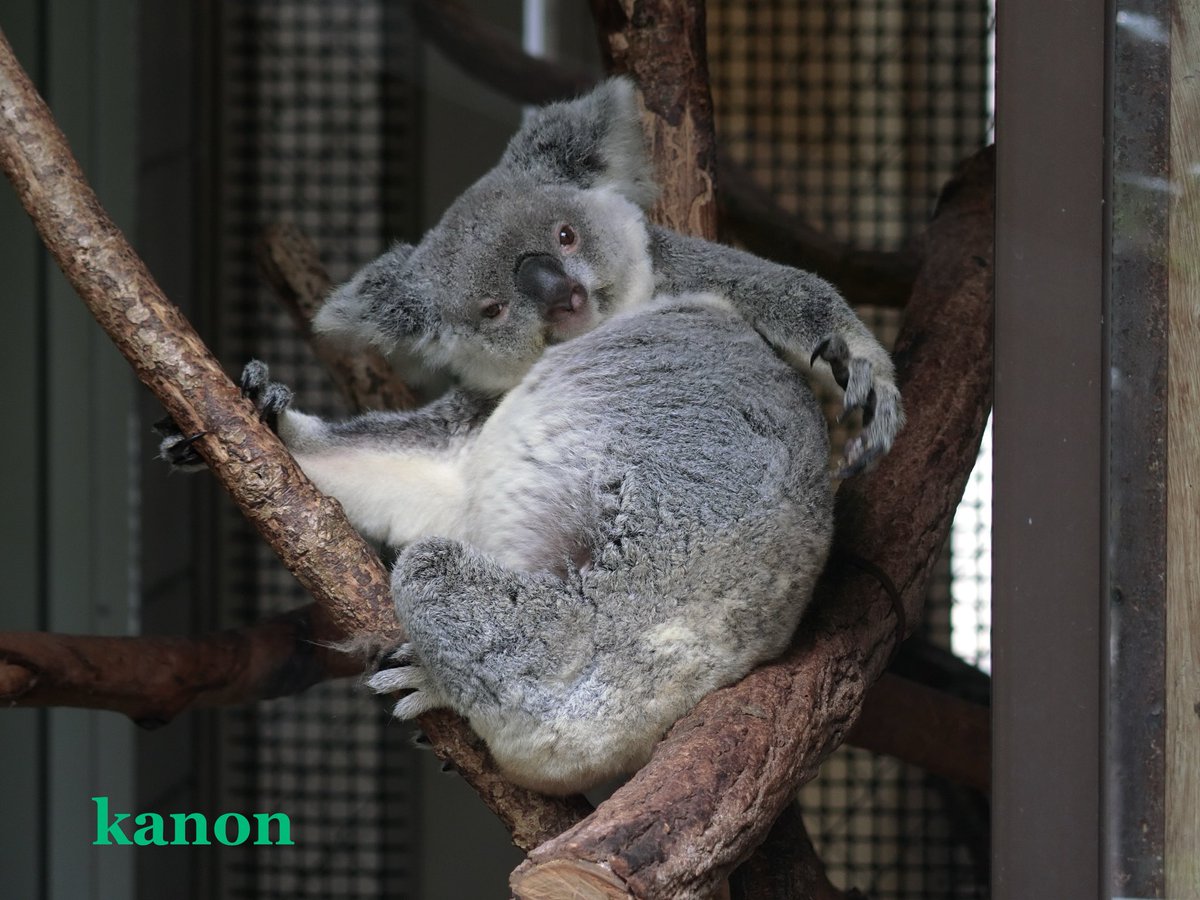 applekanon's tweet photo. 2026.10🌿コアラの時間🐨　埼玉こども動物自然公園のバブルス♀🐨に初めて会い…雰囲気があり魅力的だなぁと夢中に。しばらくそっと見つめていました。彼女のこれからをそっと見守っていきたい。＠saitamazoo_tw https://t.co/LsZygioAV7