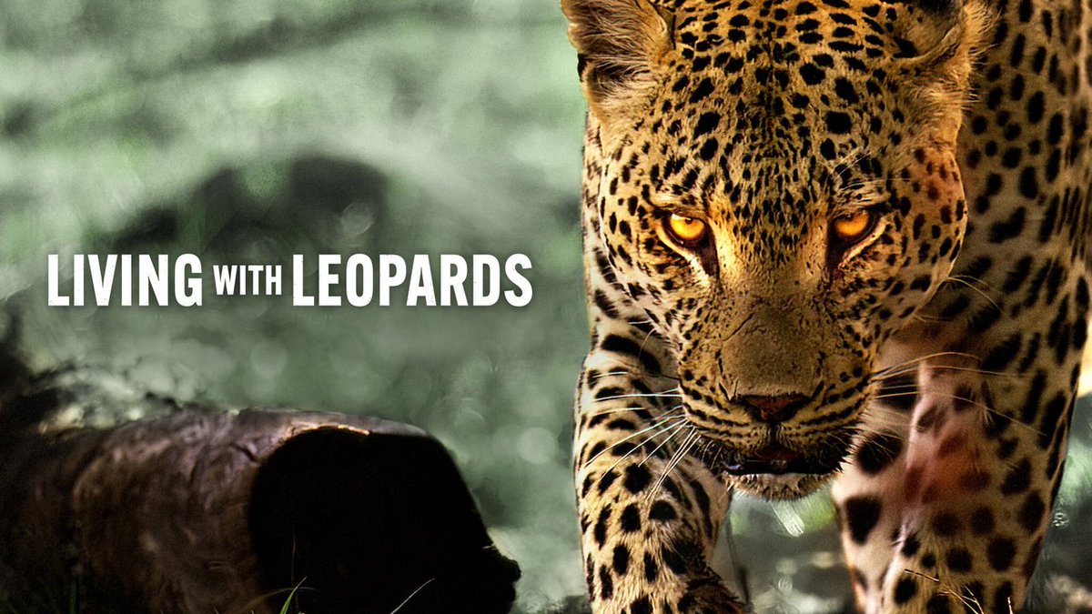 ourbigcats's tweet photo. Just got around to watching Netflix's Living with Leopards and adding Mochima to our list of big cat super moms. Surprised by the 7.4 rating on IMDb. This is easily a top-tier nature documentary. How would you rate it?
#LivingWithLeopards #NatureDocumentary
📷 @netflix https://t.co/K0Gm275BmP