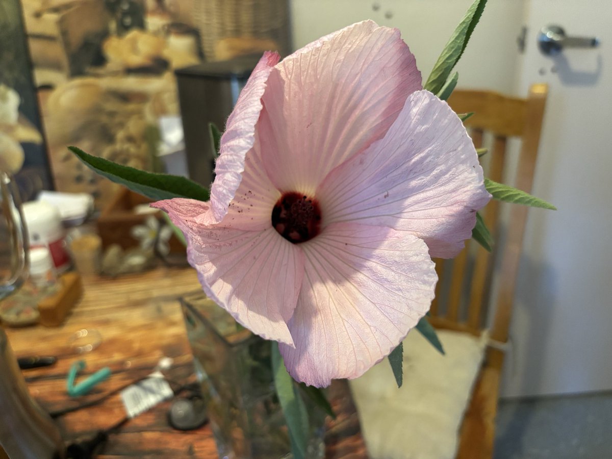flowercvegrq's tweet photo. It’s a new day please everybody see this as what Wednesday would see it as something. She never thought she’d do actually let a flower bloom. https://t.co/bLSfcMErE6
