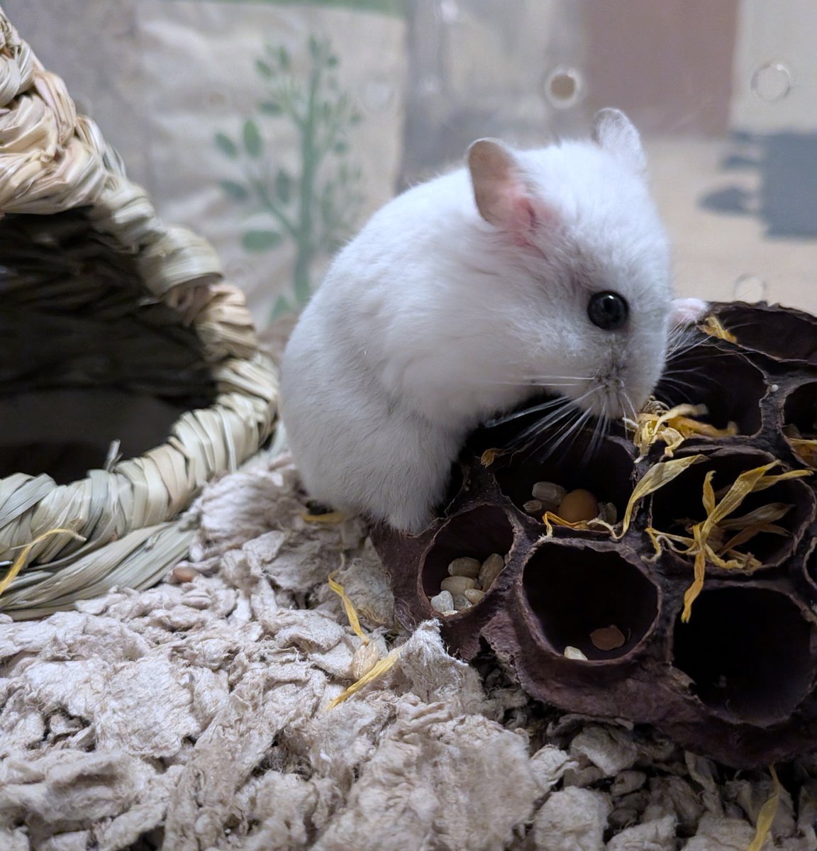 Eco_Star_Light's tweet photo. My hamster, Tiara, gets a taste of #OrganicFood. Throughout her life, I am going to feed her only high quality #HealthyFood.
#hamster #hamsters #DwarfHamster #CutePets #CutePet #HamsterLover #HamsterLove #HamsterLife https://t.co/ixCSGsupKI