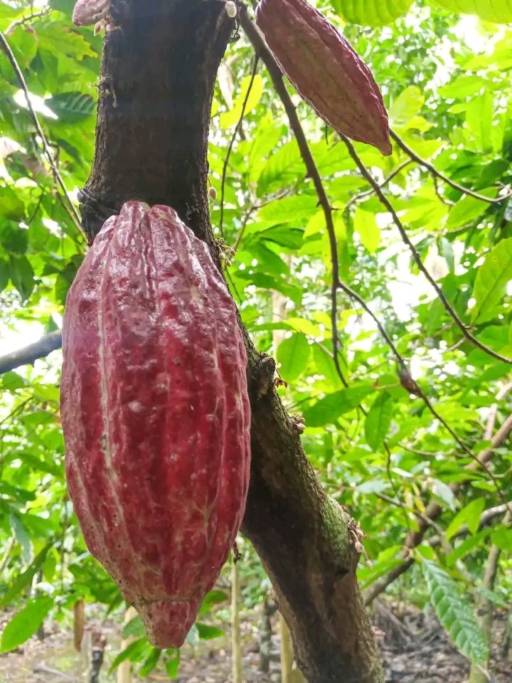 DtoraGEducBcoa's tweet photo. “Baracoa: desarrollo con sabor a cacao. Invierte en identidad, invierte en futuro.” https://t.co/X9FlV4beI0