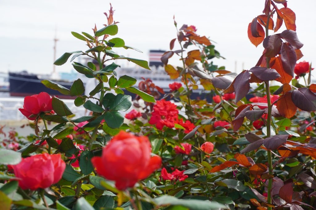 hamako_yokohama's tweet photo. 秋を彩る #横浜 の #バラ 🌹
@山下公園 で見ごろです

バラの花言葉は愛❤️
青と赤に染まる横浜で🛳️
エレガントな散歩✨

#ハマ散歩 #自然���隈 #朝活 https://t.co/uuQoaCiNgs