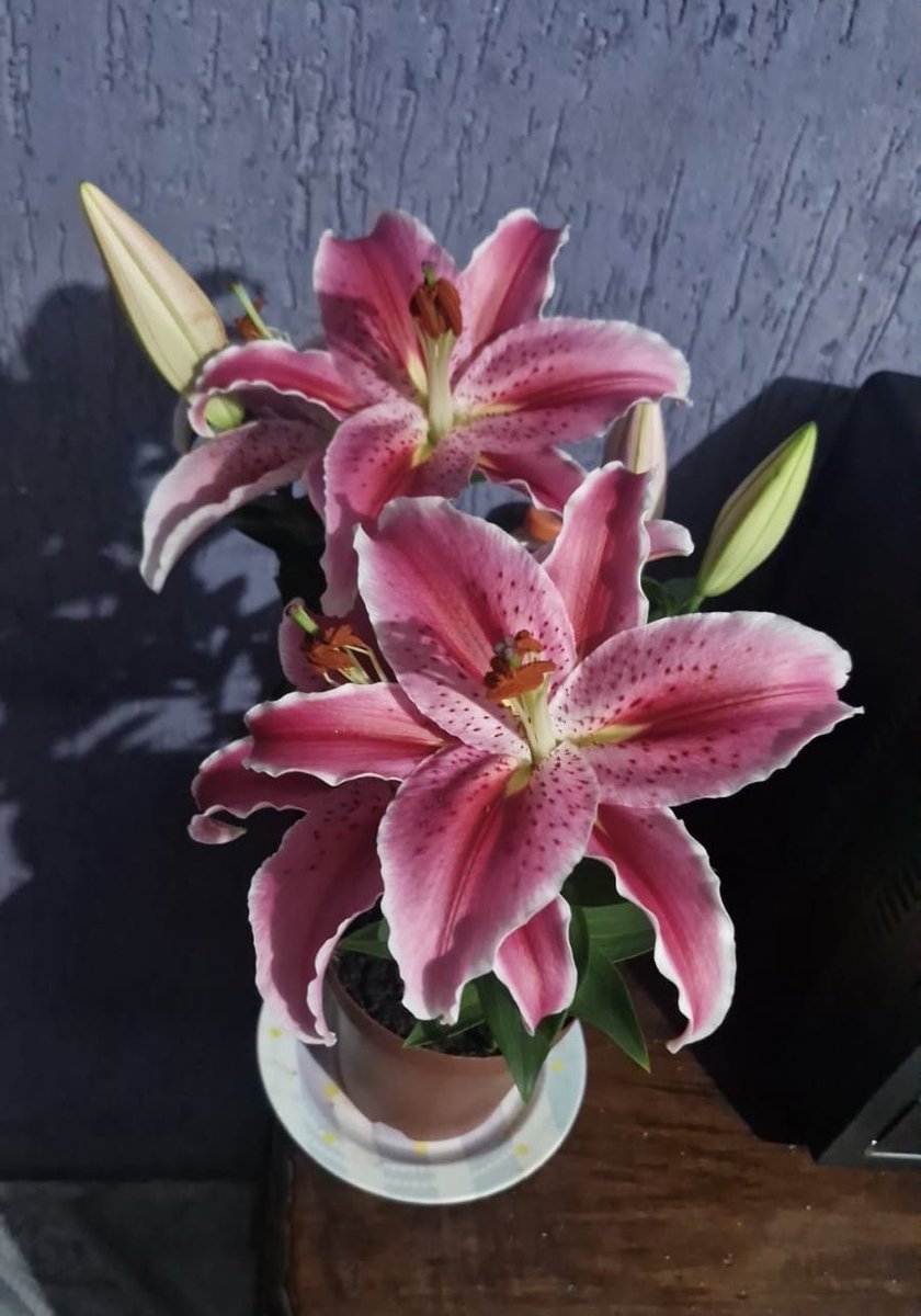 SofyDoHobi's tweet photo. Pura e exclusivamente em homenagem a minha vó, sendo o lírio a última flor que eu dei pra ela ainda em vida. ((Eu amo muito lírios, e amo mais ainda ela. https://t.co/VU33Fxs3yY
