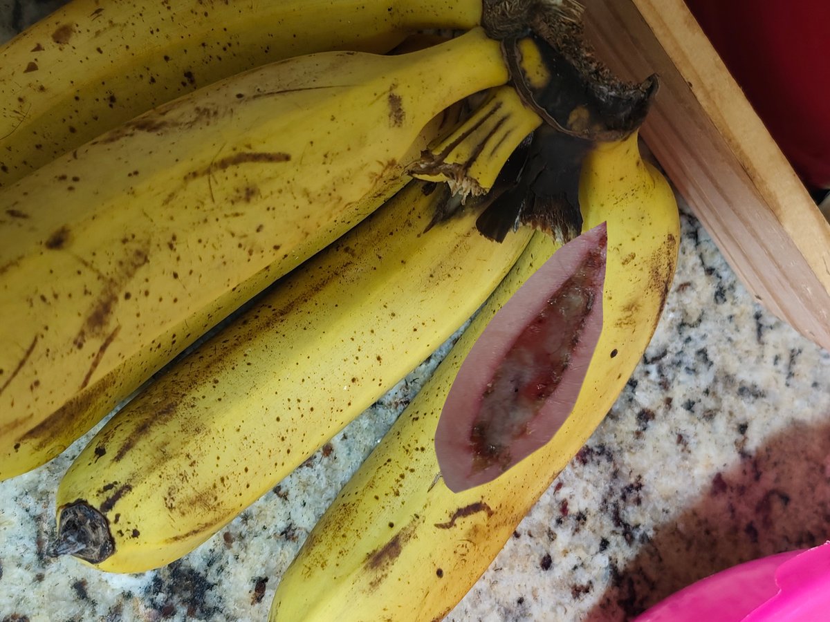 08dogheaven's tweet photo. guys is my "banana" infected, it hurts a bit when I move and it's warm around the edges and smells a bit funky
#shrtwt https://t.co/aJ47VlW4tG