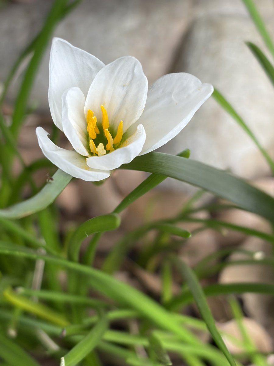 Misty91564555's tweet photo. 今日は晴れの日

先日、友人の大切な人を失う
昨日は、お花の先生を失う

気持ちが沈む https://t.co/MXNUgzKlfc