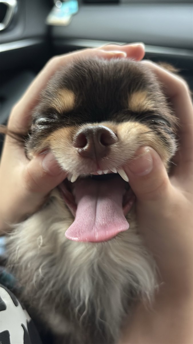 rokon1028's tweet photo. あっかんべー！

#チワワ
#チョコレートタン
#犬のいる暮らし https://t.co/GRxXucdx0M