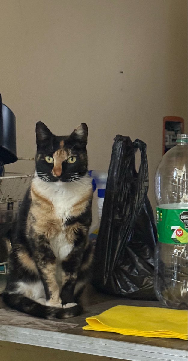 maiibells's tweet photo. @termolena Mármol tenemos sospecha que tiene otra casa, pero va a venir con nosotros …  todavía me falta su mamá jajaja … media docena de gatitos y 2 perritas de 13 años 🥹🥺 https://t.co/wWAqlLcJZb
