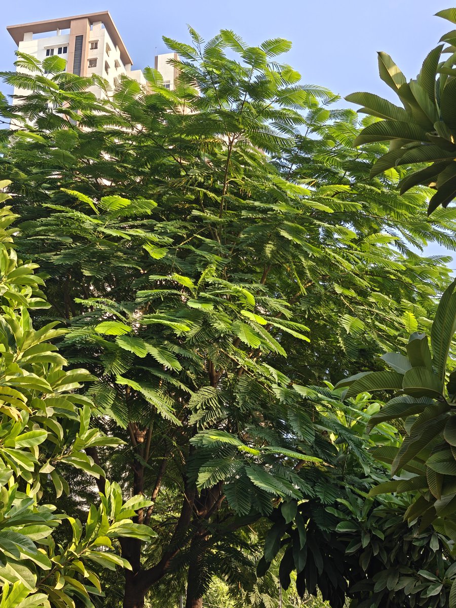 Aruntweets123's tweet photo. Day 49: 8 hours of good sleep + a dose of early morning sunshine ☀️ = a perfect combination for anyone seeking good health. 🌿💪 

Start your day right, and let your body thank you for it!
#Day49 #MorningWalk #40MinWalk #HealthyHabits #MorningSunshine #GoodHealth #MorningRoutine https://t.co/kq8Oc2A9TY