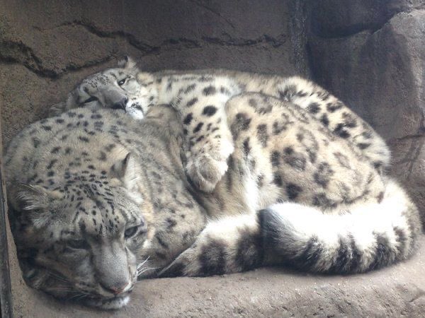 nerdyverz's tweet photo. Cuddle time https://t.co/uWLgm7pNQo