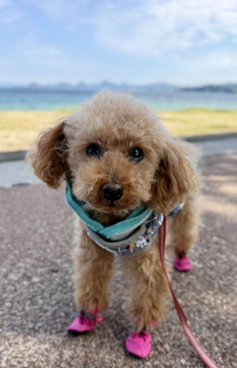 T2Rf7's tweet photo. 13歳シニア犬、海岸線2km🐾

海岸線のお散歩は片道1km。
行ったら帰らないといけない🐾

いつもは途中で
「今日はこの辺で帰ろうね」と引き返します。

でも今日は秋晴れ☀️
空気が気持ちよくて、海もきれい。

1km歩いたところで、
もう歩きたくなかったら
帰りは抱っこで帰ろうと思ってた。

ところが……

ここあ、歩く
てくてく歩く

気づけば往復2km🐾

気候がよくなって、
まだ持ってるチカラを
解放したのかな☺️

「できない」より「できた」を大切に。

13歳、まだまだ歩ける🐶

↓まだ歩けるもん！の顔😂

#トイプードル #シニア犬