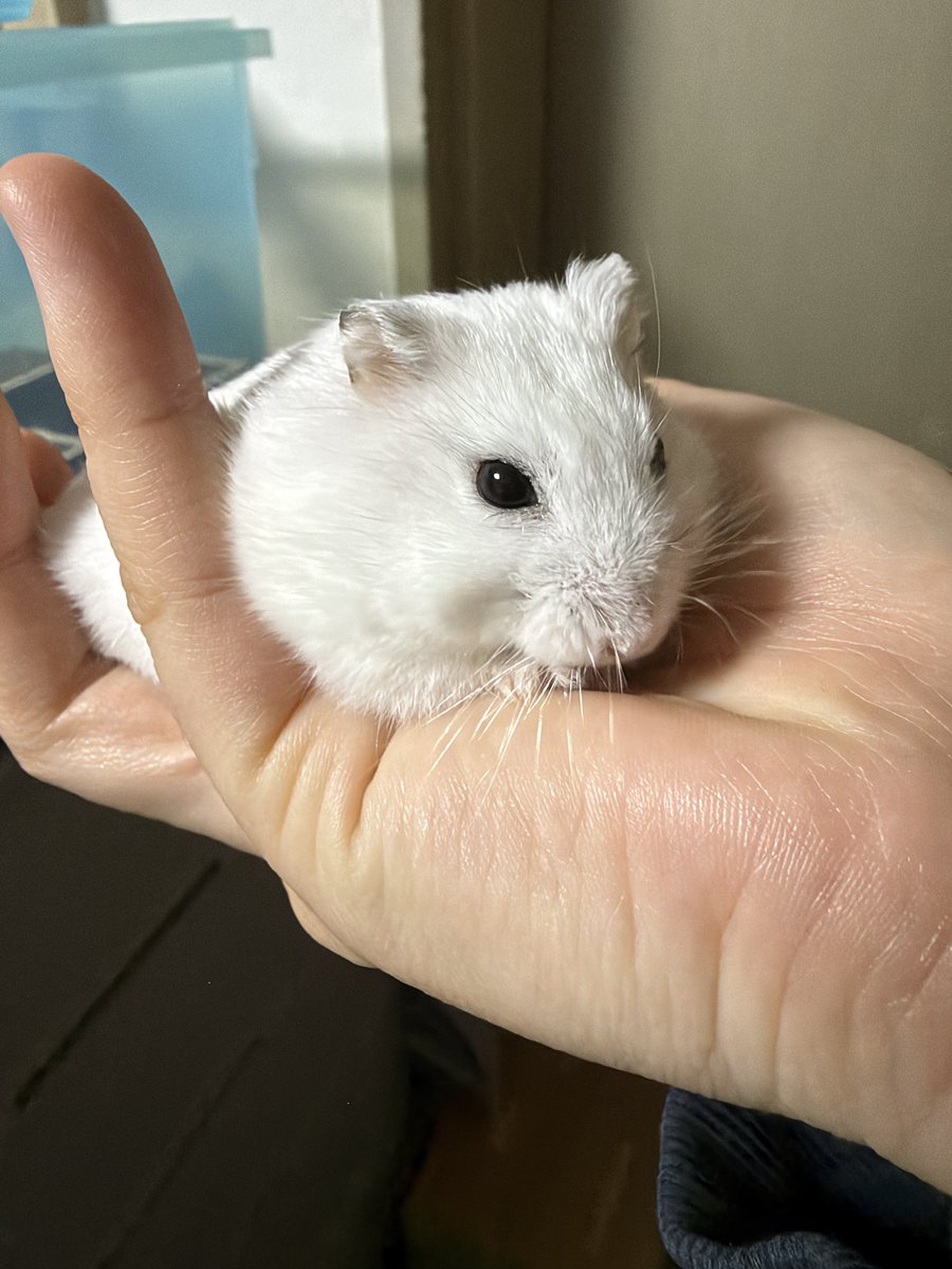 sweat_cat_'s tweet photo. 귀척대박; https://t.co/y2vIGIrkUf