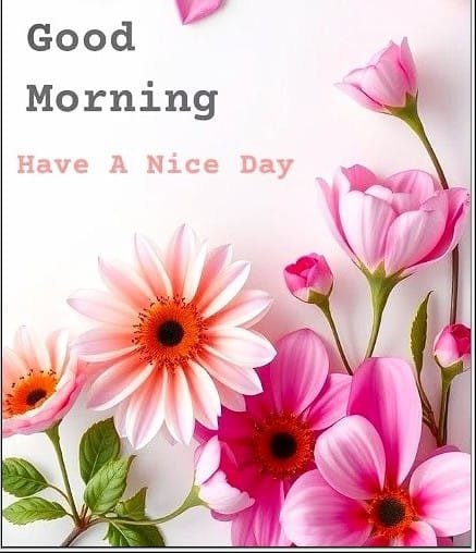 OVinod4's tweet photo. Good Morning Friends 🧡 Have a beautiful day 🌹 https://t.co/139XCNvrW6