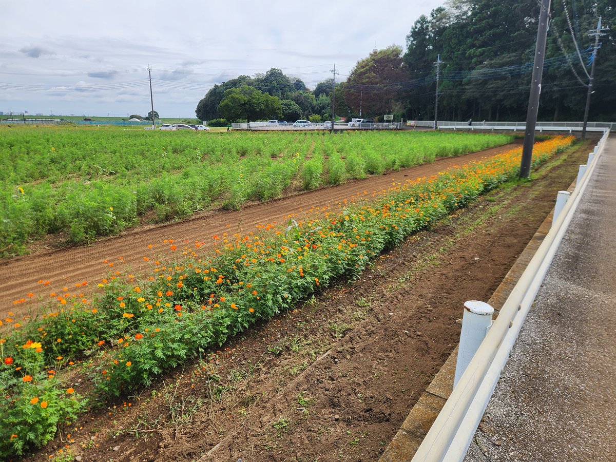 ProjectBicky's tweet photo. 帰りに #あけぼの山農業公園 よってみました🎵
のどかで癒されます♨️

#ロードバイク
#トレーニングライド
#朝活 https://t.co/7yqnAbUDH1