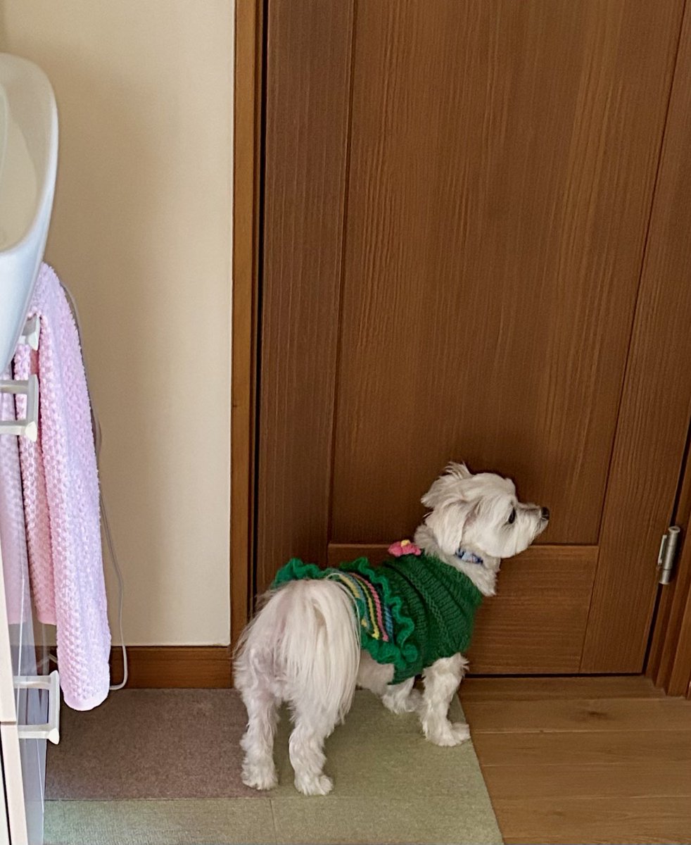 goen0414's tweet photo. チル坊はヒトがトイレに入ると出てくるまで待っていた。
頭をドアにくっつけ、中から聞こえる音、シャーー  カタカタ  ジャーーッ  に三角の耳をそば立てていた。
ドアが開いてヒトが出てくると嬉しそうにその尻尾をゆさゆさと振った。
そういう事をしたのはチルだけだったな。 https://t.co/CmrdDwbrM5