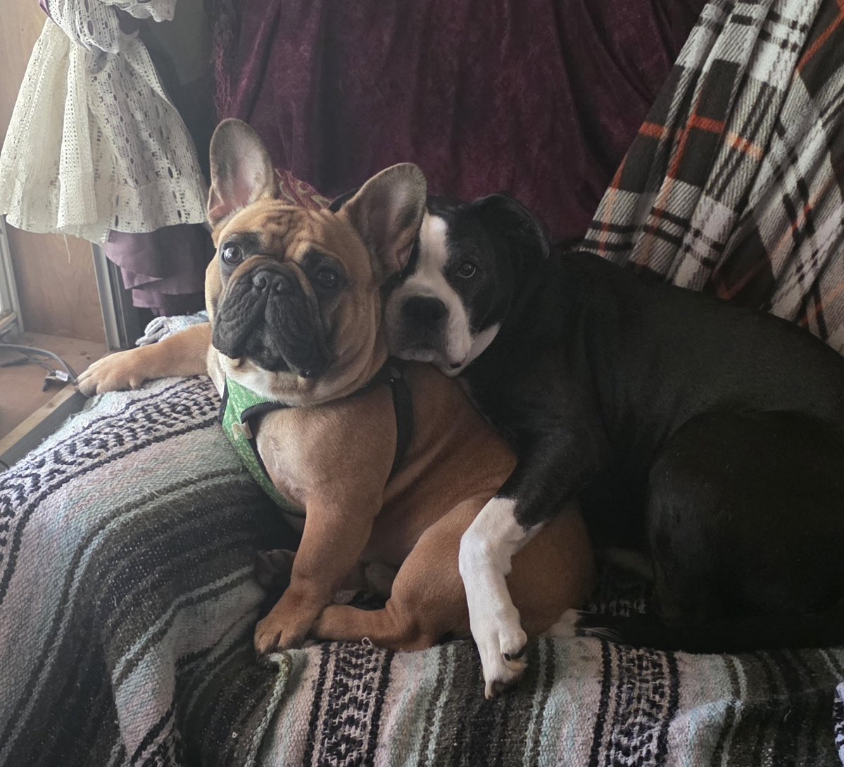 leisistrunk's tweet photo. Buyer beware. The Frenchie (Buster) is a "paid for" pup, the pit border mix (Lily) is a rescue. Buster is stubborn &amp; does whatever he wants, Lily is obedient &amp; knows all kinds of tricks. Love them both, but Frenchies are more fun when they're on TikTok. Js... https://t.co/CHBP92pKWJ