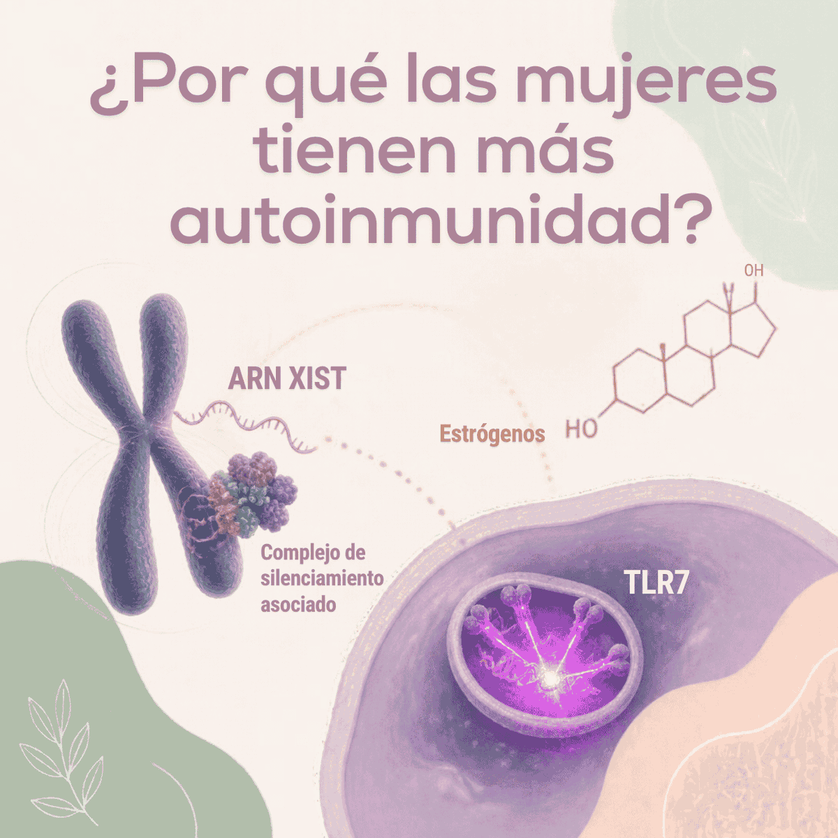 lajefita's tweet photo. ¿Por qué las mujeres tenemos más enfermedades autoinmunes que los hombres?

Durante años la respuesta fácil fue...las hormonas.
Pero la cosa está más interesante y más compleja.

Los involucrados en este incremento son los dos cromosomas X, genes inmunológicos como el del receptor Toll para RNA (TLR7), la molécula Xist, los estrógenos… y un sistema inmune que no funciona exactamente igual.

Aquí te platico todo esto. Está bueno... 😄
https://t.co/COJGXD30dM