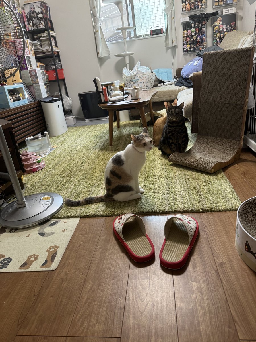 honnorino's tweet photo. ニア、セバス、ラピ
ジェットストリームアタック…
3匹なのでできますよ！

あ、セバスから動いちゃった😅 https://t.co/RkPQwrPqHJ