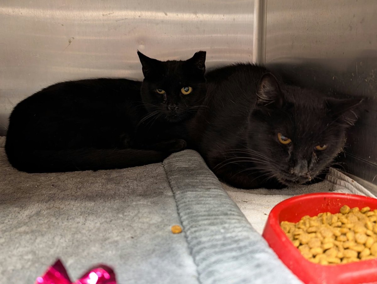 cobbkitties's tweet photo. RESCUE and PLEDGES or ADOPTER needed
NAME:
COMBO STATUS:
AGE: 10Y
SEX: Female - Spayed
ID: 23079 and 23080
CAGE: 622
IN SHELTER SINCE: 10/2/26
ADOPTION or RESCUE ONLY: Adoption
If you can help, please call or email the Rescue Coordinator, Elizabeth … https://t.co/S5o3BEMJhQ https://t.co/fOrR0rlusU