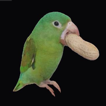 alfdefolf's tweet photo. plugged my beak with the peanut. new slang for keeping my mouth shut. feel free to use it https://t.co/8GtLlXfAcy