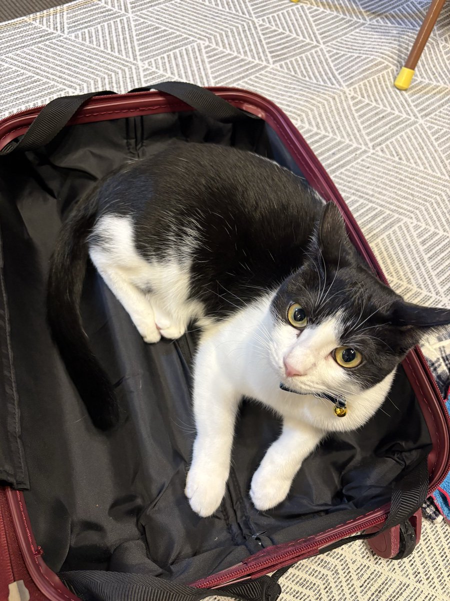 Takuusov's tweet photo. 一昨日学会から戻り

キャリーケース猫出現‼️🐈

#猫
#ネコ
#猫と暮らす生活 https://t.co/CO90jdQBuD