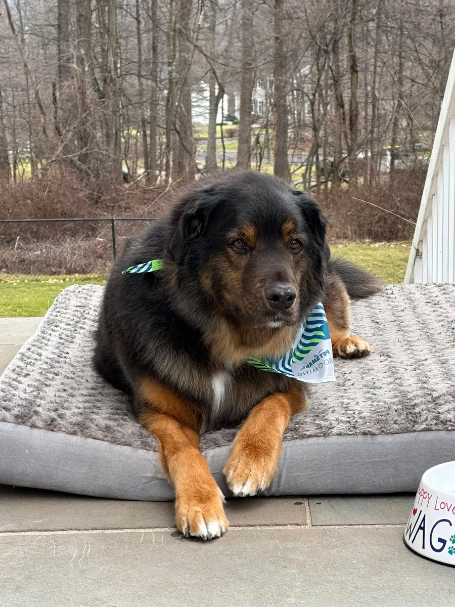 meg1008's tweet photo. @Chewy you are the best company ever. We miss Max terribly but have so many memories from his almost 14 years with us. I know everyone says their dog is the best, but ours really was!  💔 https://t.co/1Pz7YrOpYt
