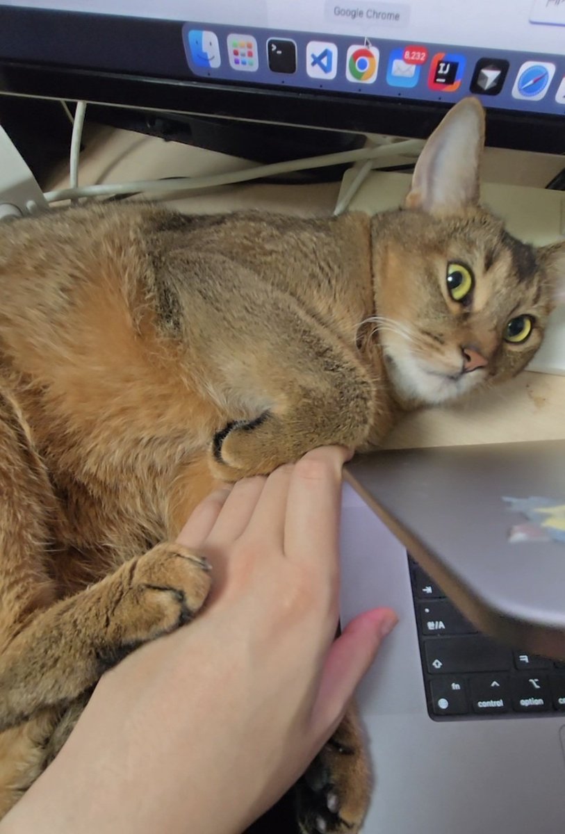 bnkim_7010's tweet photo. 재택근무 최대의 난관 💻🐱
The hardest part of working from home 💻🐱 https://t.co/cLvf7HJ5Au