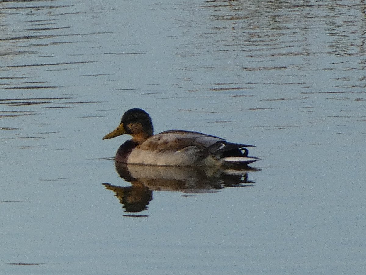 lazy_birder's tweet photo. １０月に入って寒くなってきたのでマガモの衣替えも始まったなぁ（笑） https://t.co/kMHpFdaeao