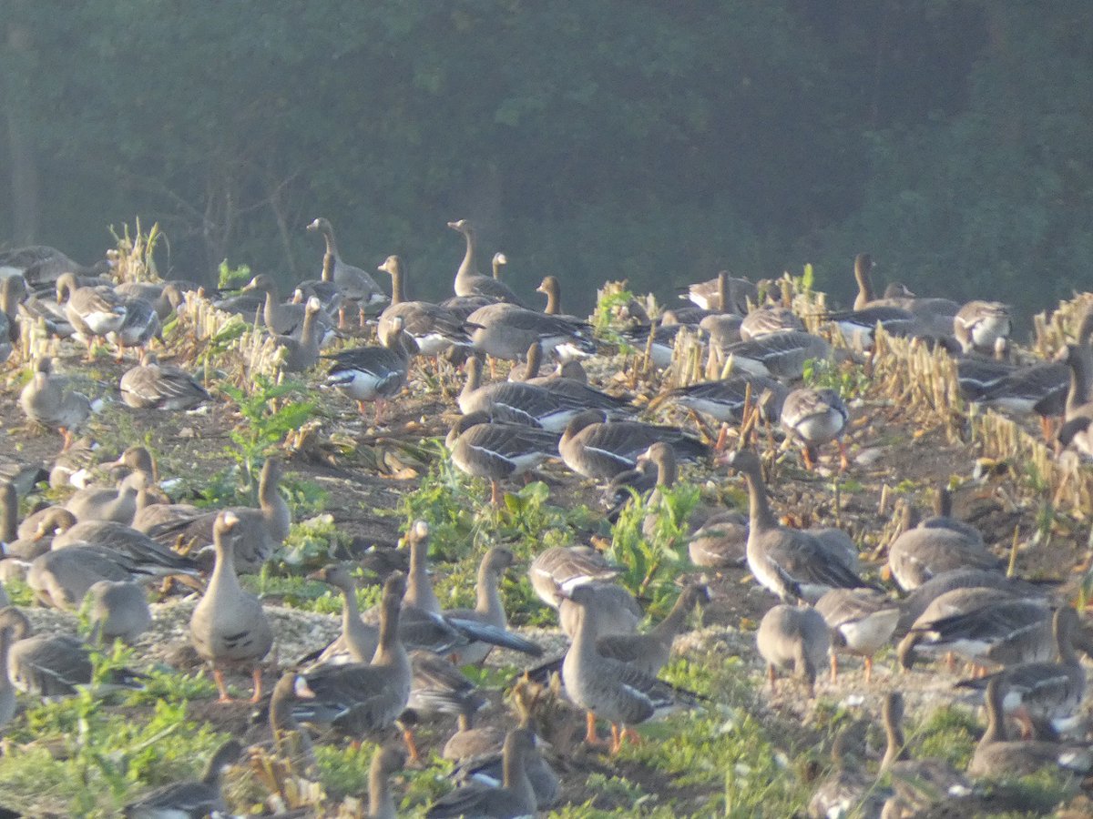 lazy_birder's tweet photo. 文字通り「ウジャウジャ」
急に増えてきた。 https://t.co/1dGx4of6KR