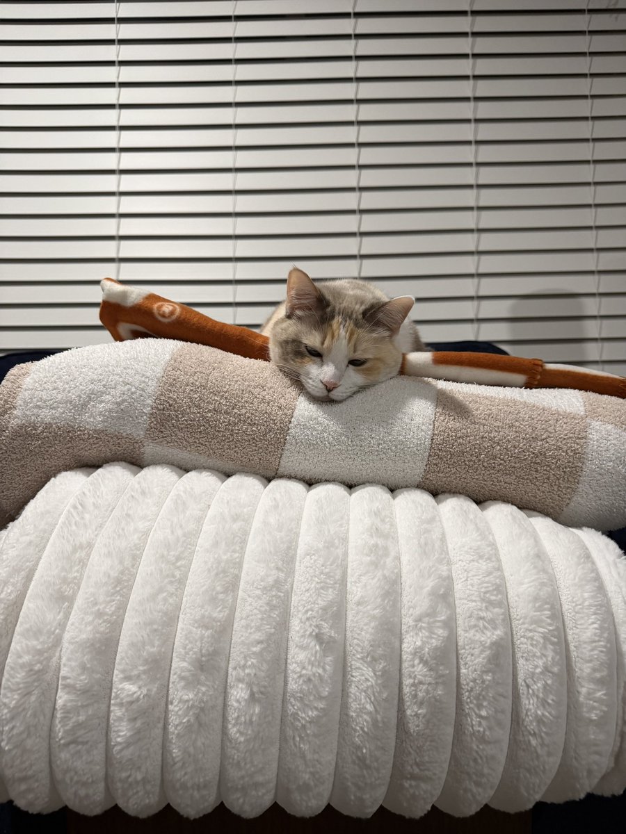 fatfatpankocat's tweet photo. She’s taken control of yet another blanket https://t.co/8AdCcjVnxU