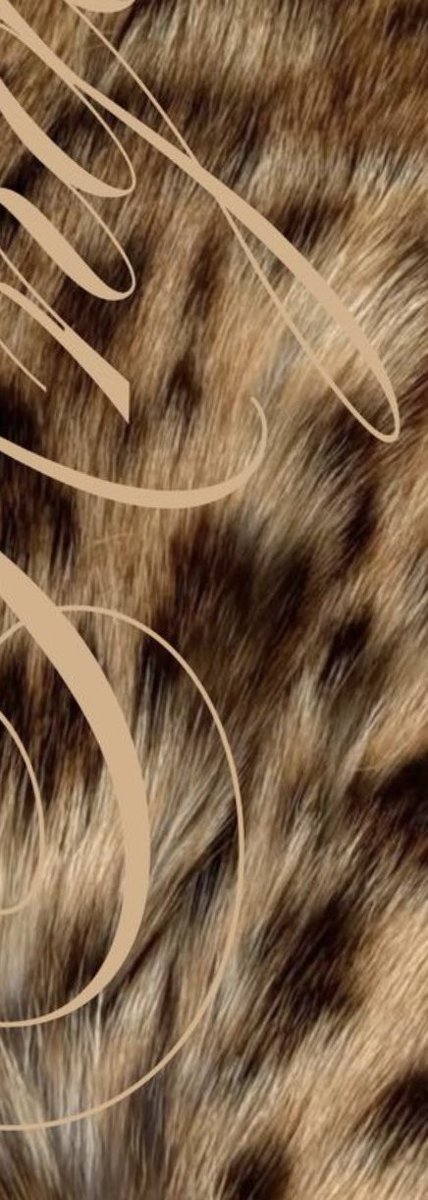 SAINTLYALLURE's tweet photo. 𓂃 ࣪˖ ִֶཐ [  🐆  ] . 𓏻 ⋆
‍ ‍ ‍ ‍ ‍ ₂       el𝑢s𝑖ve   𝟦    this    𝑤o𝑟𝑙d. . . https://t.co/V4Fv3gPR9E
