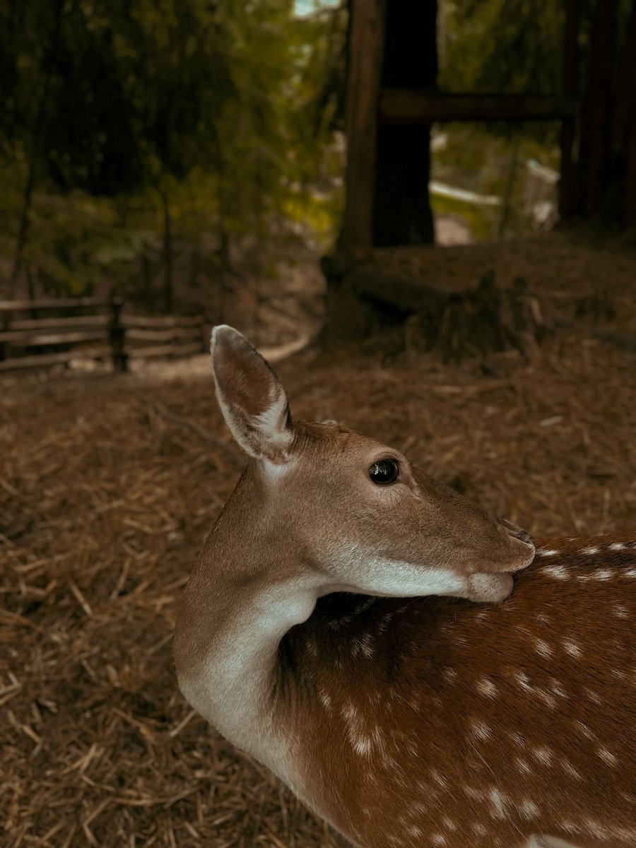 ChristelMec4's tweet photo. patience is hard when legs want speed. breathing helps. 🦌 https://t.co/zlIU9l4dag