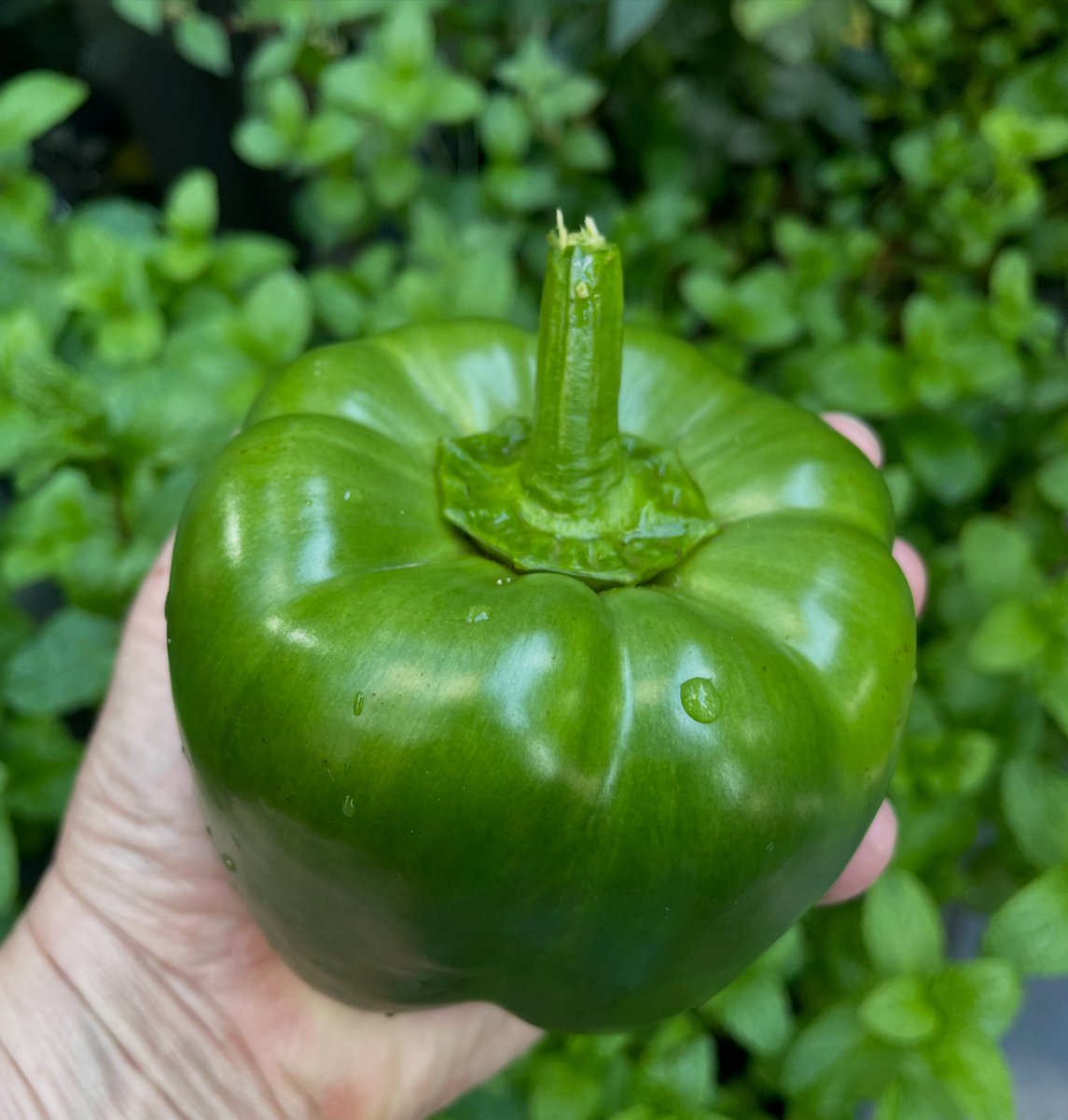 DerekXPMcDonKAa's tweet photo. De paprikaoogst is binnen: 34 stuks van 6 planten, in geel, oranje, zwart, rood en groen. Wat zijn het knoeperds! Moestuinieren blijft leuk én dankbaar. https://t.co/4JylwWcj1c