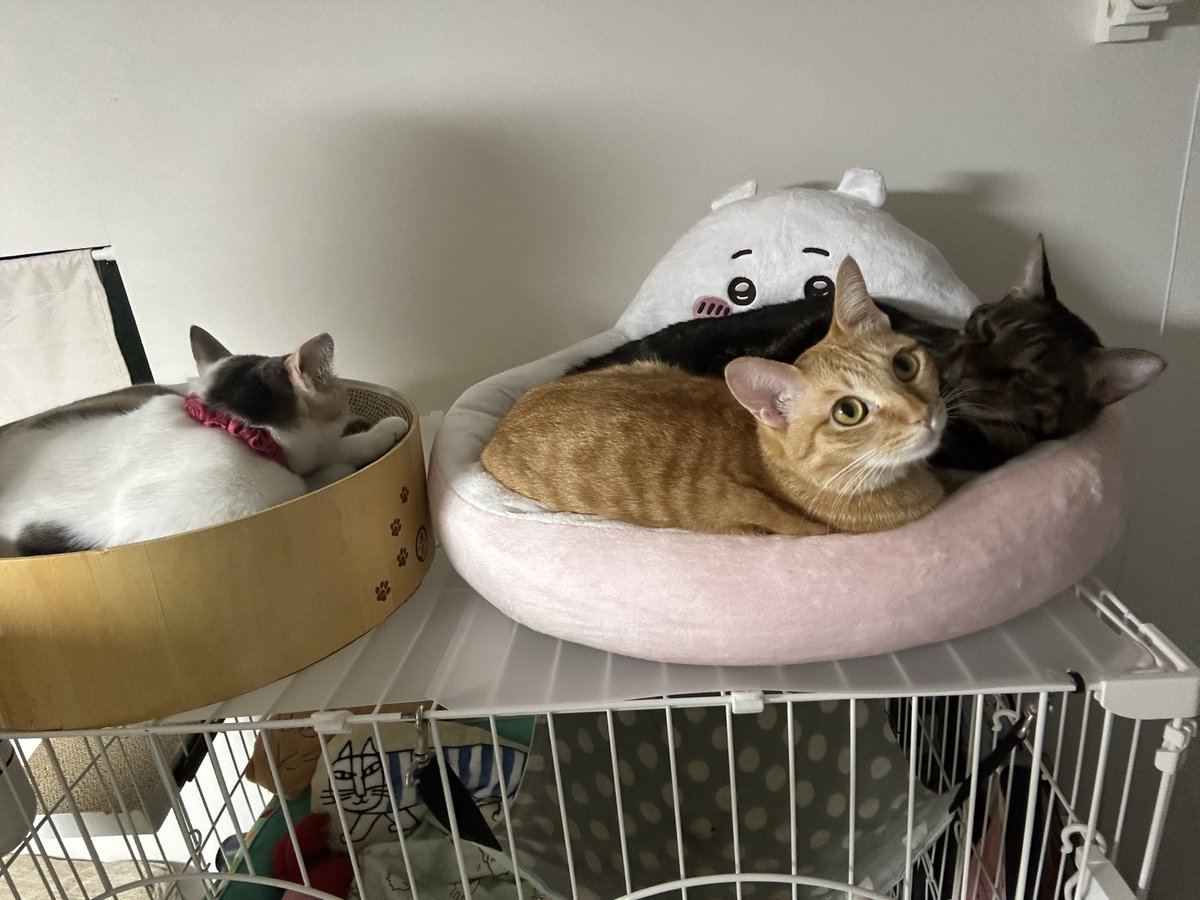 3nyansdiary's tweet photo. ケージ屋上が大好き😽😸😸
こりゃ一生撤去できませんね…😅 https://t.co/rsun81VNNi