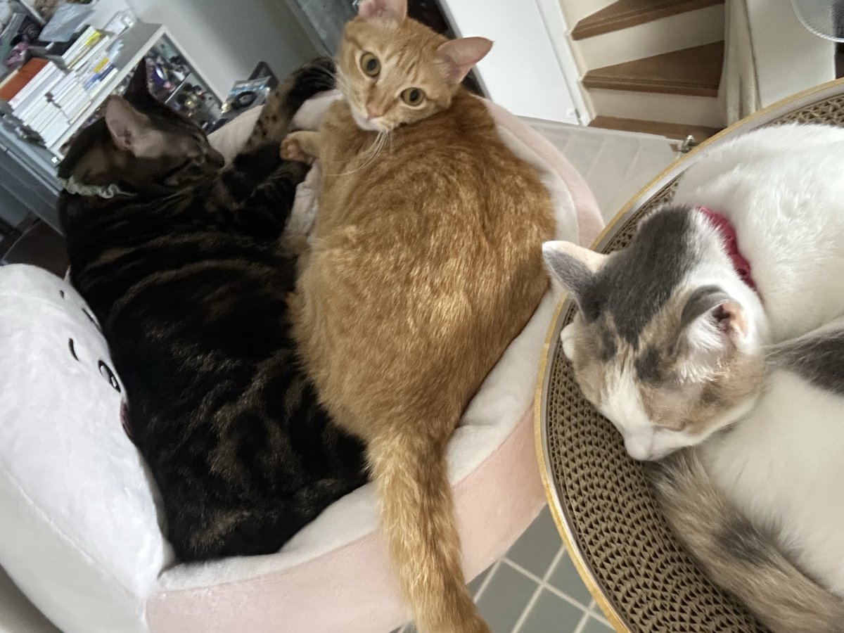 3nyansdiary's tweet photo. ケージ屋上が大好き😽😸😸
こりゃ一生撤去できませんね…😅 https://t.co/rsun81VNNi