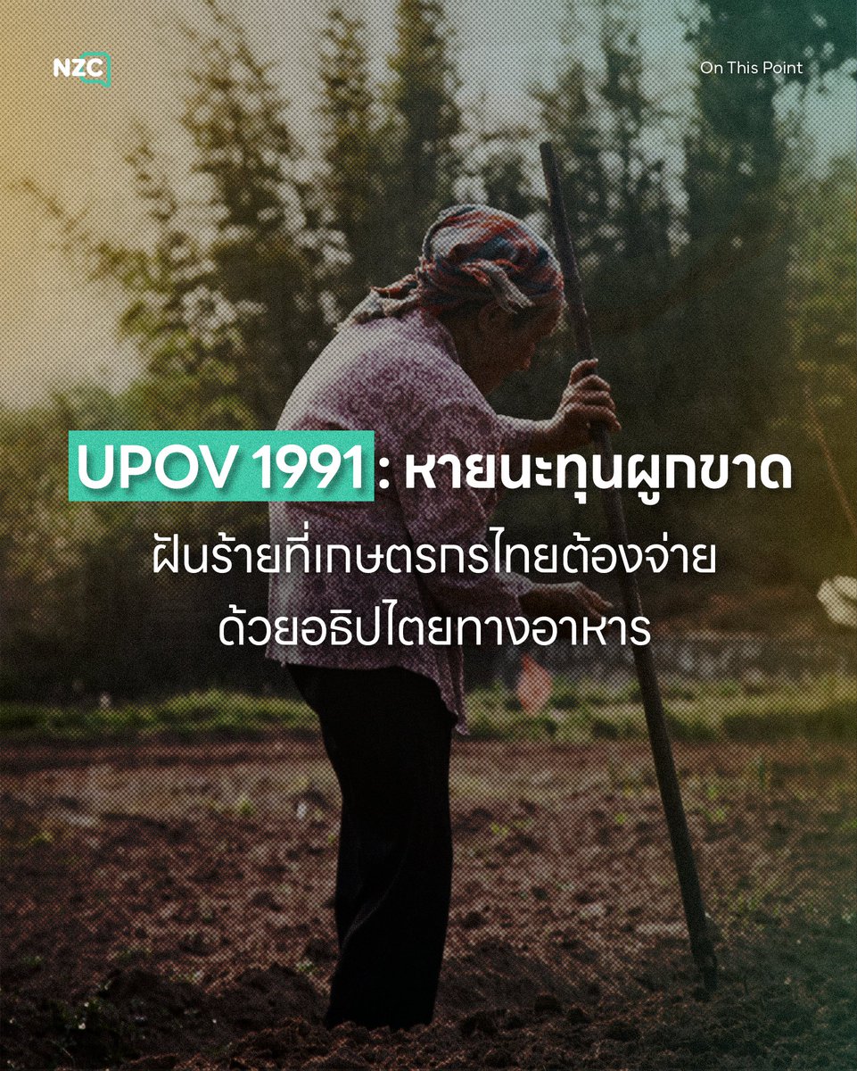NetzerocarbonTh's tweet photo. ท่ามกลางการเจรจาการค้าเสรี (FTA) ไทย-สหภาพยุโรป รอบที่ 10 ประเด็นที่ถูกคัดค้านอย่างหนักคือความพยายามผลักดันให้ไทยรับข้อเสนอเพื่อเข้าร่วมอนุสัญญา ‘UPOV 1991’ จนเกิดการรวมตัวของเครือข่ายประชาชนและสภาผู้บริโภค เพราะนี่ไม่ใช่แค่ข้อตกลงการค้า แต่ถูกมองว่าเป็น ‘การปล้นสะดมทางชีวภาพ’ ที่จะเข้ามาทำลายชีวิตและฐานรากของเกษตรกรไทยอย่างรุนแรง
.
ปัญหาแรกก็คือ ‘การสูญเสียสิทธิเก็บเมล็ดพันธุ์’
UPOV 1991 จะมอบสิทธิผูกขาดให้บรรษัทใหญ่ และทำลายสิทธิพื้นฐานของเกษตรกรในการเก็บเมล็ดพันธุ์ไว้ปลูกต่อในฤดูกาลหน้า ซึ่งเป็นวิถีลดต้นทุนที่มีมาแต่ดั้งเดิม หากตลาดตกอยู่ในภาวะผูกขาดโดยเอกชน ก็มีการประเมินว่าราคาเมล็ดพันธุ์อาจพุ่งสูงขึ้น 2-6 เท่า ต้นทุนการผลิตที่มหาศาลนี้จะทำลายความอยู่รอดของเกษตรกรรายย่อย และสุดท้ายผู้บริโภคก็ต้องแบกรับภาระค่าครองชีพและราคาอาหารที่แพงขึ้นตามไปด้วย
.
ปัญหาต่อมาก็คือ กับดักกฎหมาย หรือ ‘EDV’
เพราะถ้าหากละอองเกสรจากแปลงของกลุ่มทุนปลิวมาผสมกับพืชพื้นเมืองแบบธรรมชาติ เกษตรกรที่นำเมล็ดไปปลูกต่ออาจตกเป็น ‘อาชญากรละเมิดลิขสิทธิ์’ ทันทีโดยที่ไม่ได้เจตนา ยิ่งไปกว่านั้นยังเป็นการเปิดประตูสู่ ‘โจรสลัดชีวภาพ’ (Biopiracy) ที่ทุนข้ามชาติสามารถลอบนำสายพันธุ์พืชไทย เช่น พันธุกรรมข้าว ไปดัดแปลงเพียงเล็กน้อย แล้วจดสิทธิบัตรผูกขาดในต่างประเทศ โดยไม่ต้องแบ่งปันผลประโยชน์กลับคืนสู่ชุมชนเจ้าของสายพันธุ์เหมือนที่ พ.ร.บ. คุ้มครองพันธุ์พืช พ.ศ. 2542 เคยปกป้องไว้
.
นอกจากนี้ UPOV 1991 อาจเป็นการบีบให้ไทยต้องยอมรับพืชดัดแปลงพันธุกรรม หรือ ‘GMOs’ ซึ่งจะสร้างความพินาศต่อภาพลักษณ์ตลาดเกษตรอินทรีย์ รวมถึงขยายขอบเขตการคุ้มครองไปถึงผลิตภัณฑ์แปรรูป ทำให้ผู้ค้ารายย่อยสุ่มเสี่ยงต่อการถูกดำเนินคดี
‘
กฎหมายฉบับนี้จึงเป็นการเปลี่ยนสถานะเกษตรกรจาก ‘ผู้พิทักษ์สายพันธุ์’ ไปสู่ ‘ผู้เช่าซื้อ’ ที่ต้องพึ่งพากลุ่มทุนไปตลอดกาล การตัดสินใจของรัฐบาลในครั้งนี้จึงเป็นเดิมพันครั้งใหญ่ ว่าจะยืนหยัดปกป้องอธิปไตยทางอาหาร หรือปล่อยให้วิถีชีวิตของเกษตรกรไทยถูกกลืนกินและพังทลายลงอย่างถาวร

#NZC #NetZeroCarbon #OnThisPoint #UPOV1991 #Biopiracy #GMOs #ความมั่นคงทางอาหาร

ที่มา
- The Active
- สภาองค์กรของผู้บริโภค