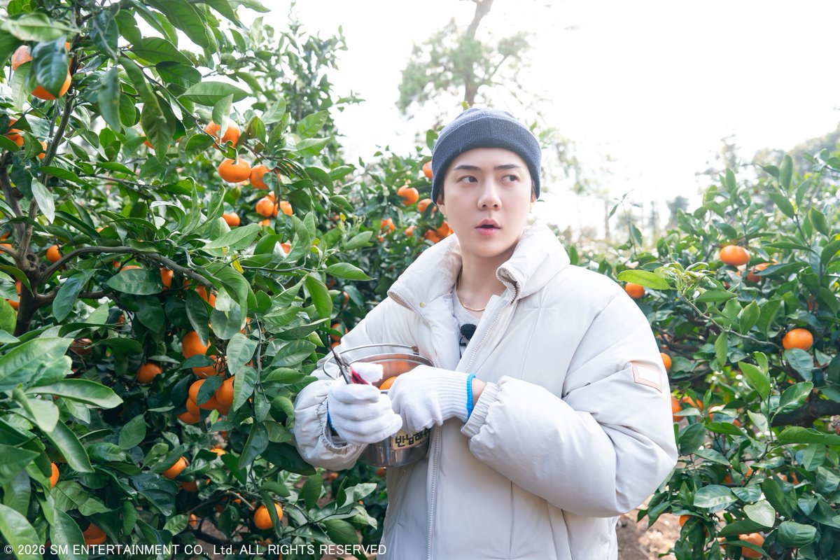 kntv_info's tweet photo. ⏰今夜10：30～
🎲『EXOのあみだで世界旅行～済州島編～』#6（最終回）

みかんがいっぱいの農場にEXOが登場🍊
済州で最後のディナーは陸･海･空がそろった豪華な郷土料理🍽️✨
ゆっくり食事を楽しみながら今回の旅行を振り返るメンバーたち🌴💭

👉https://t.co/ZkhNZ4ZJY0

#KNTV #KNTV801 #엑소 #엑소의사다리타고세계여행시즌5제주편