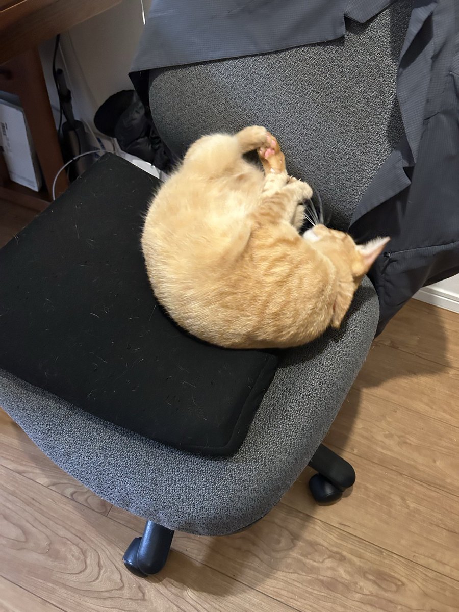 3nyansdiary's tweet photo. ニアお嬢様はお仕事中のちちに甘えんぼ😽
でも爪立てられてちちの悲鳴が上がる😂
（このあと爪切りしました）
ちちが席に居ないとすぐコロリンするラピ😆 https://t.co/OL5I9oUDNX