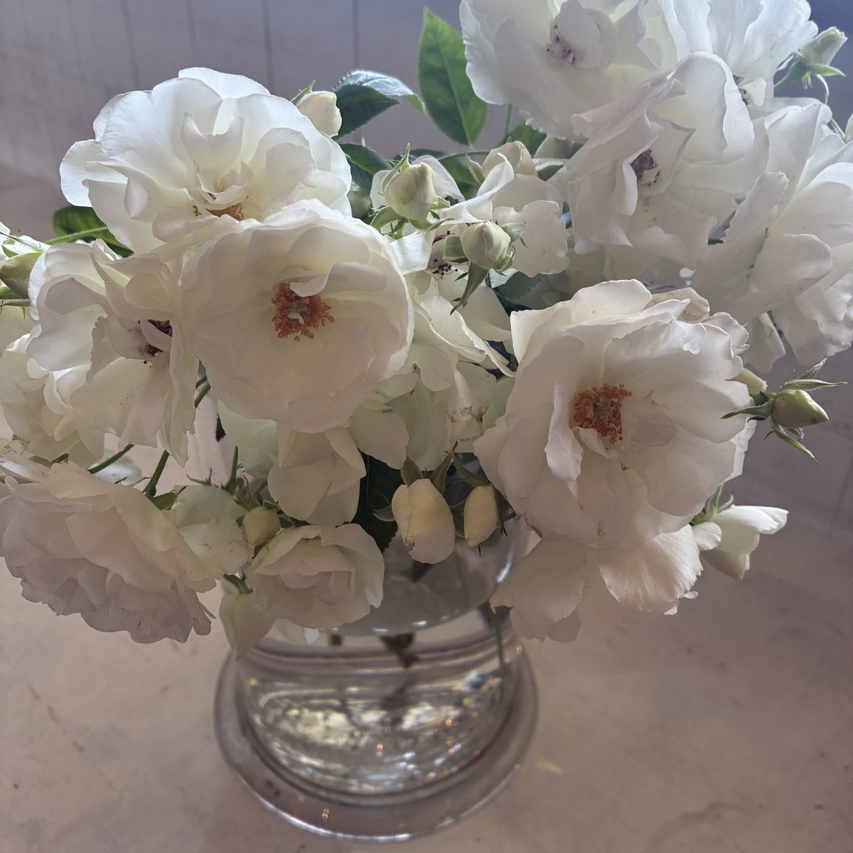 dicipeu's tweet photo. 毎日ひと花＊スプレー薔薇『トュモロービューティー』 https://t.co/jJVS6l5EIp