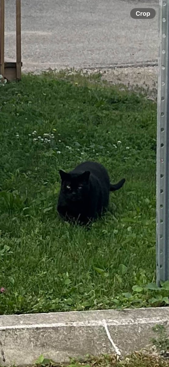 GuelphLostPets's tweet photo. MISSING. Black cat/Mr Jiggs/Moto, a black long-hair ear-tipped neutered male cat, was last seen on Yarmouth St in #Guelph about a month ago. He's an outdoor cat who's been cared for by someone for 3 years. Full details &amp; who to contact with any info:  https://t.co/KAhDPvZZX4 https://t.co/9hIDQTeOLu