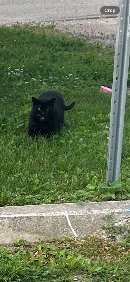 GuelphLostPets's tweet photo. MISSING. Black cat/Mr Jiggs/Moto, a black long-hair ear-tipped neutered male cat, was last seen on Yarmouth St in #Guelph about a month ago. He's an outdoor cat who's been cared for by someone for 3 years. Full details &amp; who to contact with any info:  https://t.co/KAhDPvZZX4 https://t.co/9hIDQTeOLu