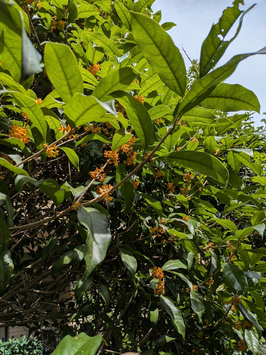 Shindo0358's tweet photo. 病院に着いた、外は暑い〜
お腹ペコペコだよ
大腸内視鏡検査が終わったら食べるぞ。
その前に検査が無事終わりますように。
外はキンモクセイが咲いてたよ。いいね。 https://t.co/Lo6QyKMow6