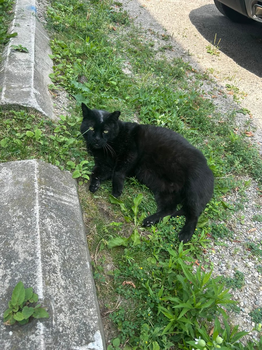 GuelphLostPets's tweet photo. MISSING. Black cat/Mr Jiggs/Moto, a black long-hair ear-tipped neutered male cat, was last seen on Yarmouth St in #Guelph about a month ago. He's an outdoor cat who's been cared for by someone for 3 years. Full details &amp; who to contact with any info:  https://t.co/KAhDPvZZX4 https://t.co/9hIDQTeOLu