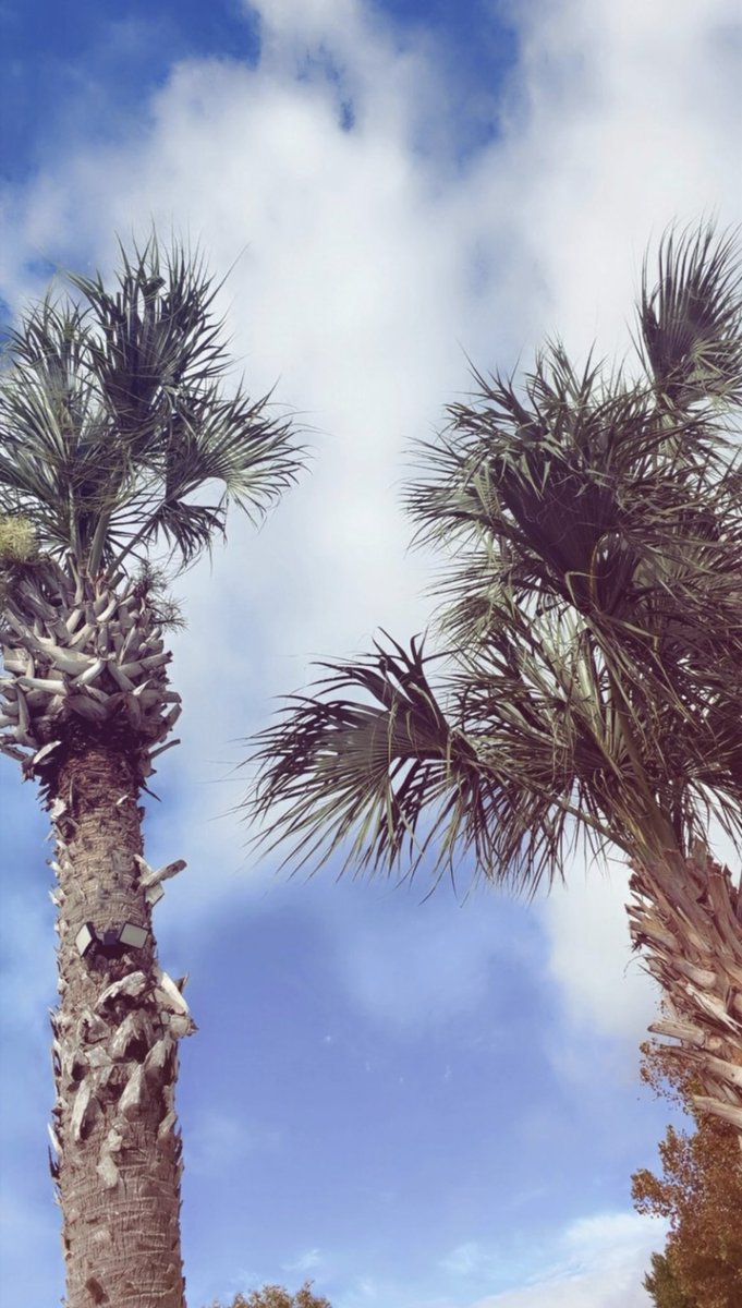baddestnichole's tweet photo. Ran away again 🏝️🌊 https://t.co/rFaJbb3g55