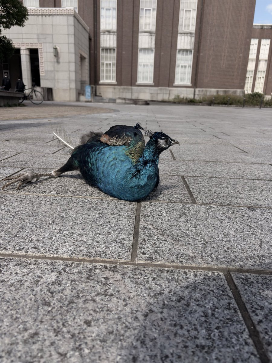 KU_peacock's tweet photo. 久しぶりに時計台前で散歩しています！
今日はあんまり長くいないと思うのでお早めに！ https://t.co/NcUWyh37mN