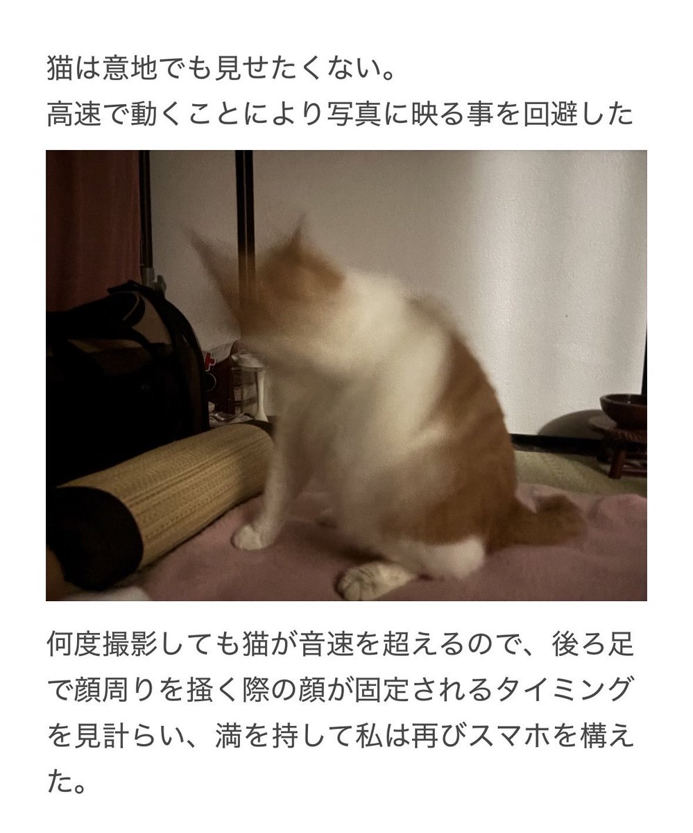 yalalalalalala's tweet photo. 【猫の動きに注意が必要な事】

いつも通りだと思い、後に後悔しました。 https://t.co/creWyupjMV