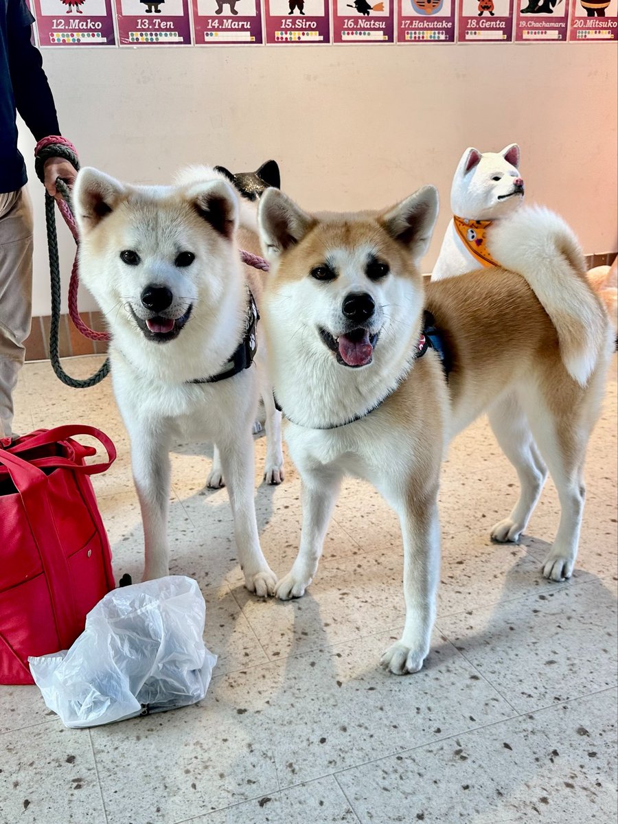 odate_akitainu's tweet photo. 【 おともだち紹介/秋田犬】
左←大和くんYamato ２歳
右→紬葵ちゃん Tsumugi ２歳
・愛知県　まだ来てけれなぁ〜💜 

#秋田犬の里 #Akitadogvisitorcenter #Akita #akitadogs #Odate #愛犬自慢 #忠犬ハチ公 #ふるさと #大館市 #あきたいぬ #秋田犬 https://t.co/5bvNhhec8B