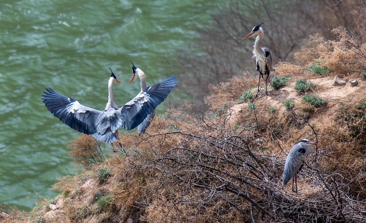DjJzsRadk399Eu9's tweet photo. “Wow, the 赫鸥 (heron) stands by the 涸 (dry) stream, its feathers like a soft 缎 (satin) - such a 筛 (fine) and peaceful scene!” https://t.co/uh5iqUwEkW